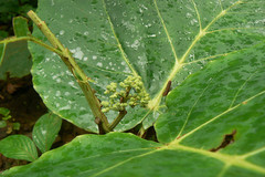 Leea macrophylla